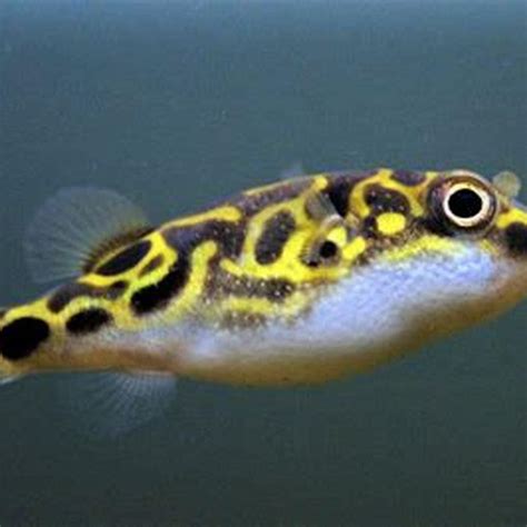 green spotted puffer fish food